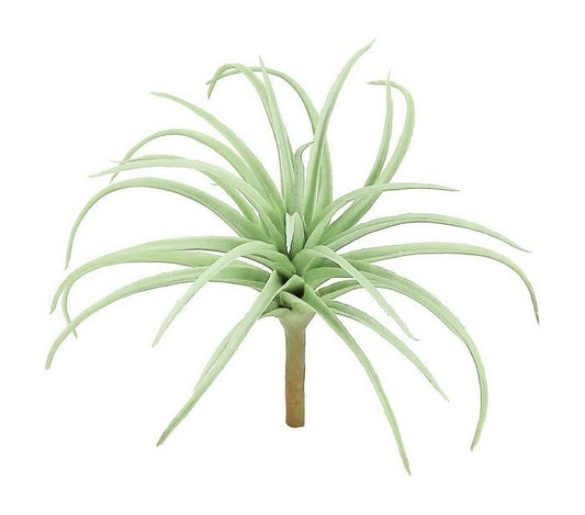 Spider Tillandsia