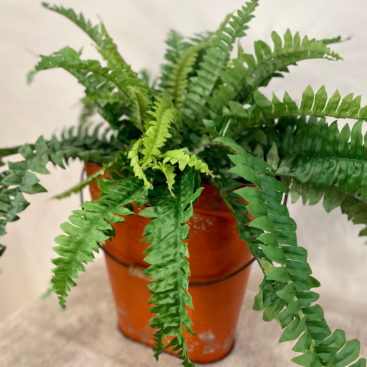 Boston Fern Large