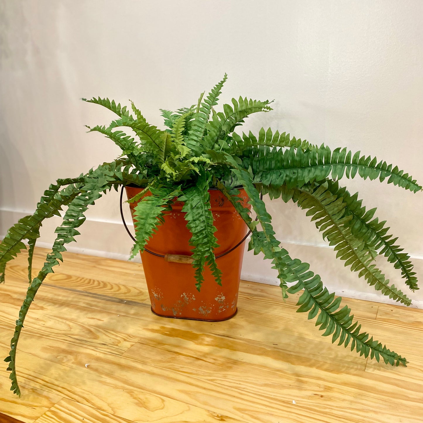 Boston Fern Large