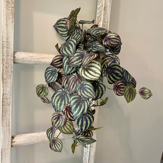 Peperomia Bush 25”