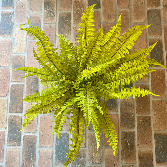 Boston Fern 26”