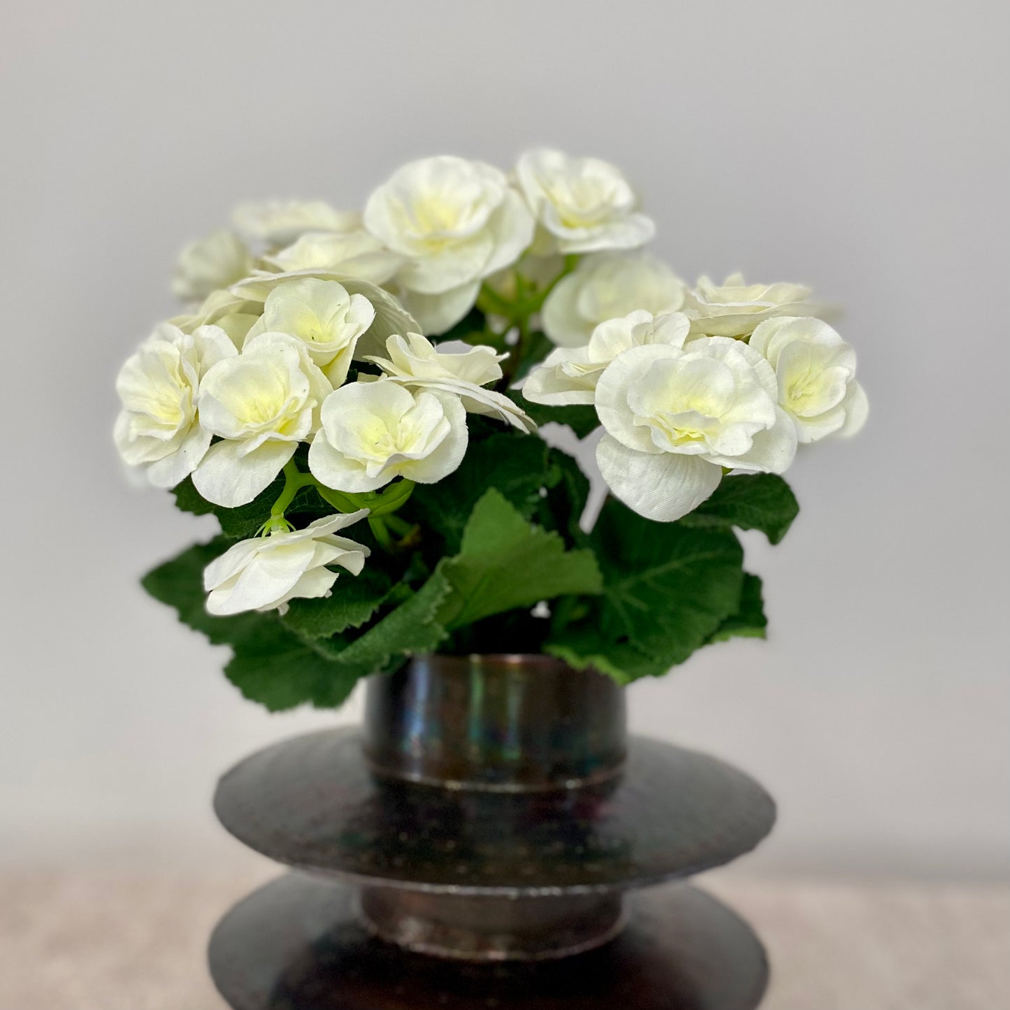Begonia Bush 10”
