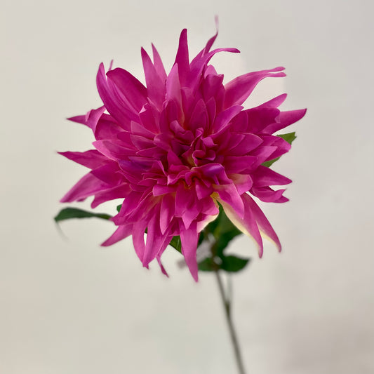 Flame Dahlia- Fuchsia