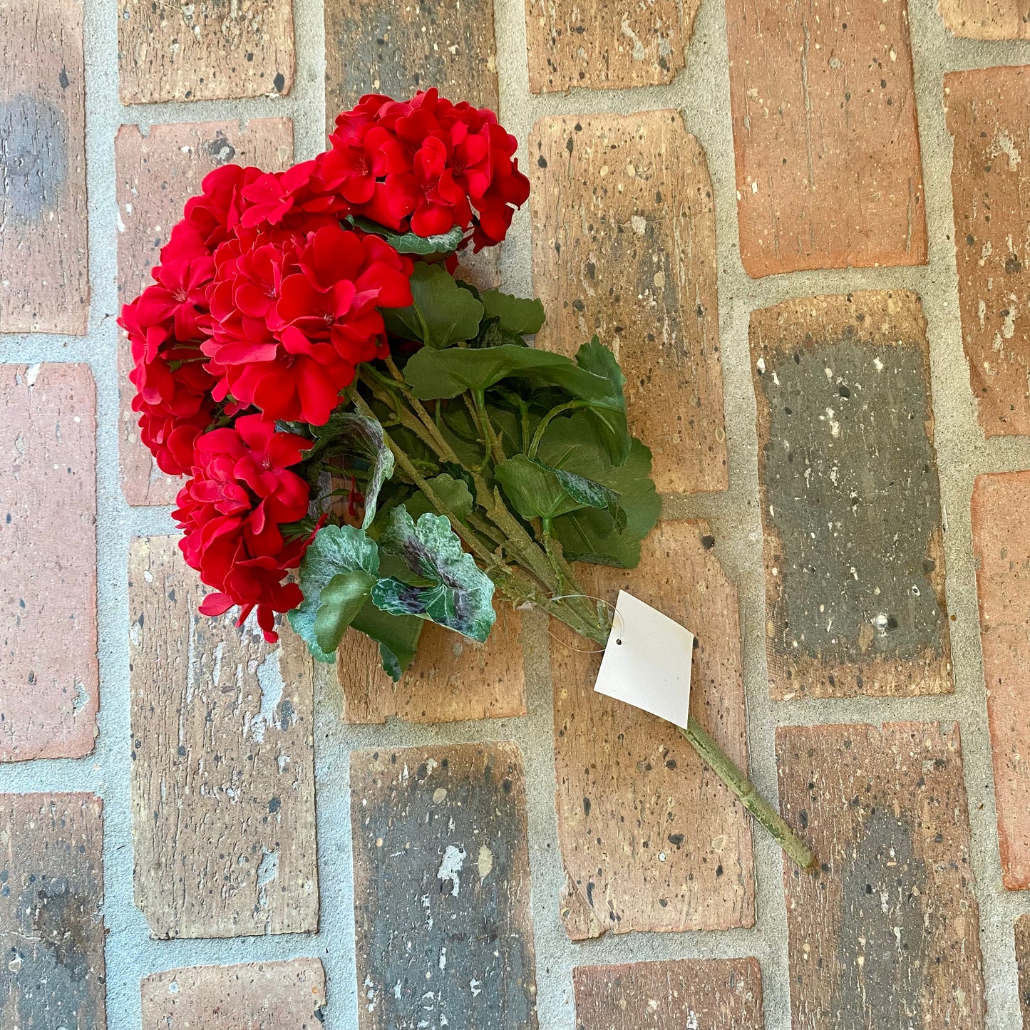 Geranium Bush, Red 18”