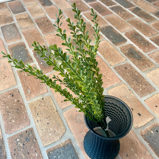 Edge Thyme Bush 19”