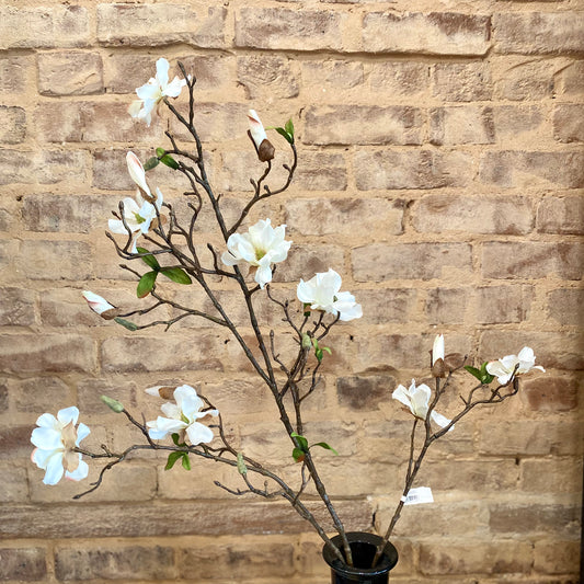 Dwarf Magnolia Blossom Branch