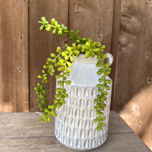 Baby Tears Succulent- Green