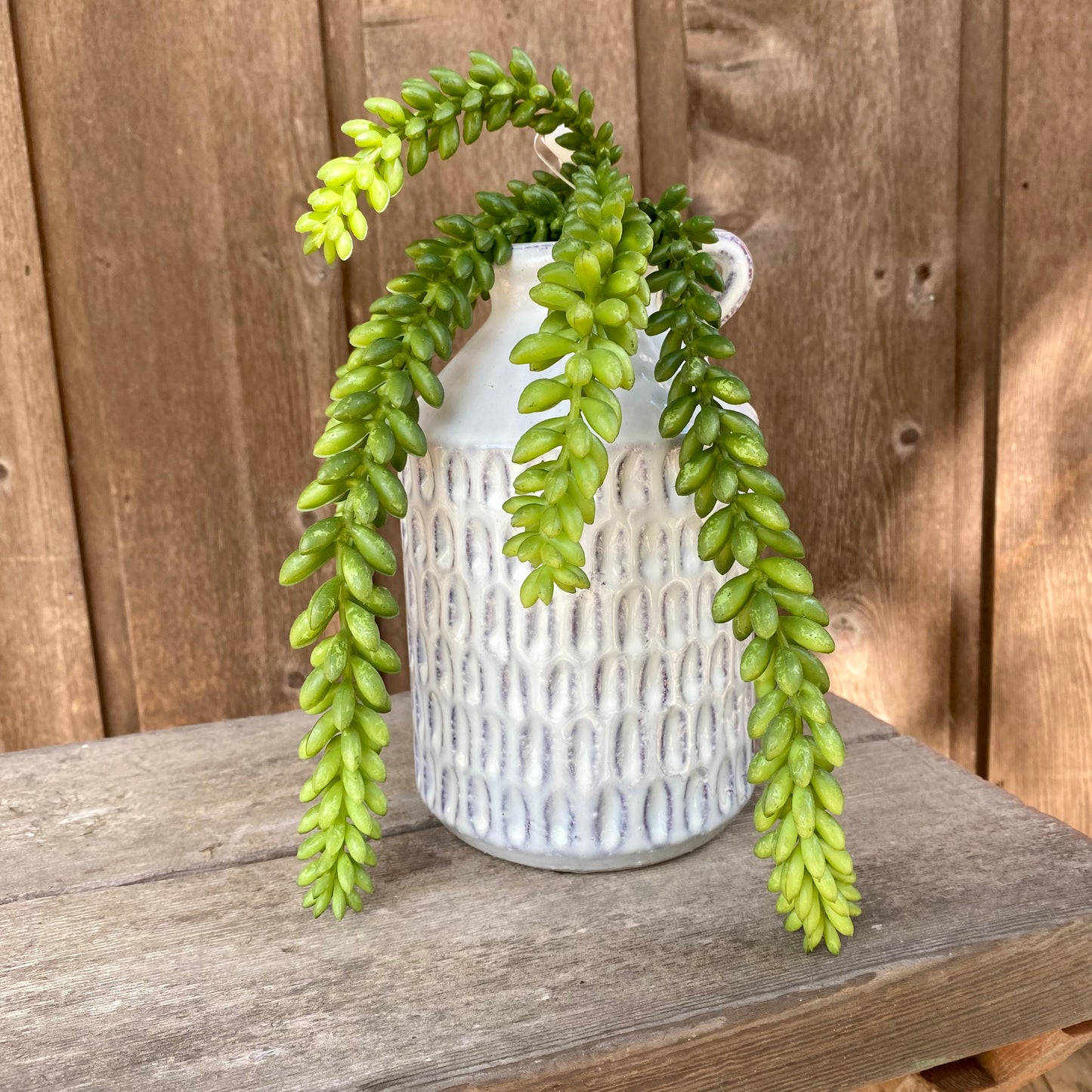 Donkey Tail 7”